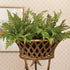 SOFT FERN DROP-IN 10.5 BY NAPA HOME & GARDEN