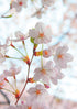 CHERRY BLOSSOM FLOWER CARD - A. Dodson's