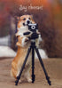 DOG WITH CAMERA CARD - A. Dodson's