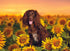 DOG AND SUNFLOWERS - A. Dodson's