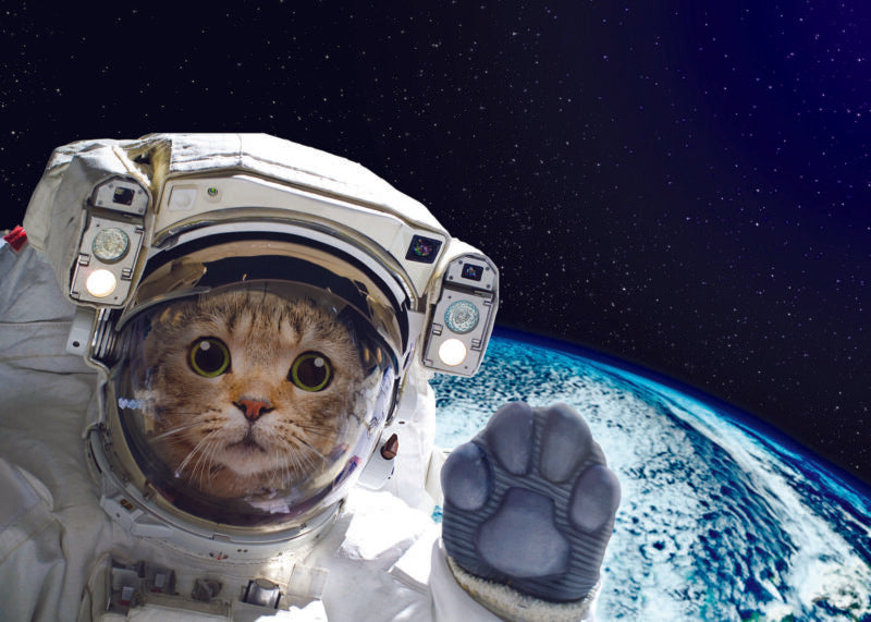 CAT IN SPACE CARD - A. Dodson's