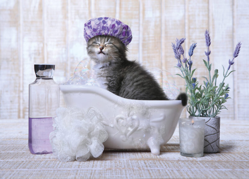 CAT IN A BATH CARD - A. Dodson's