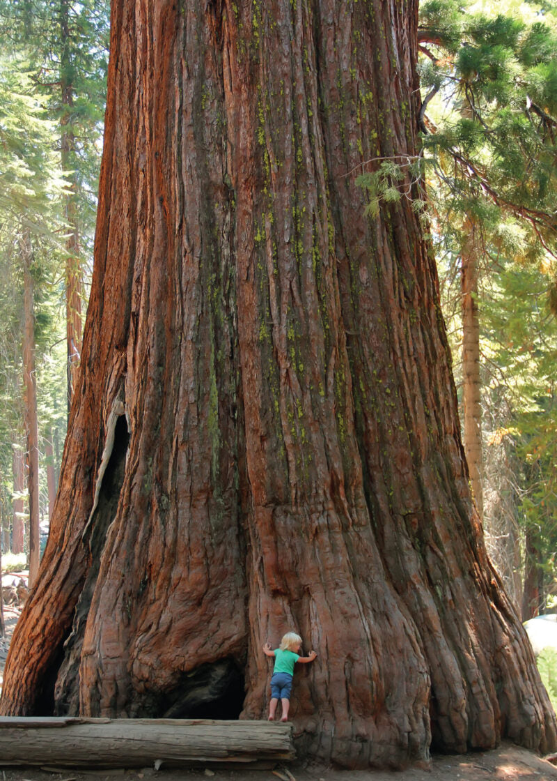 CHILD HUGGING GIANT TREE - A. Dodson's