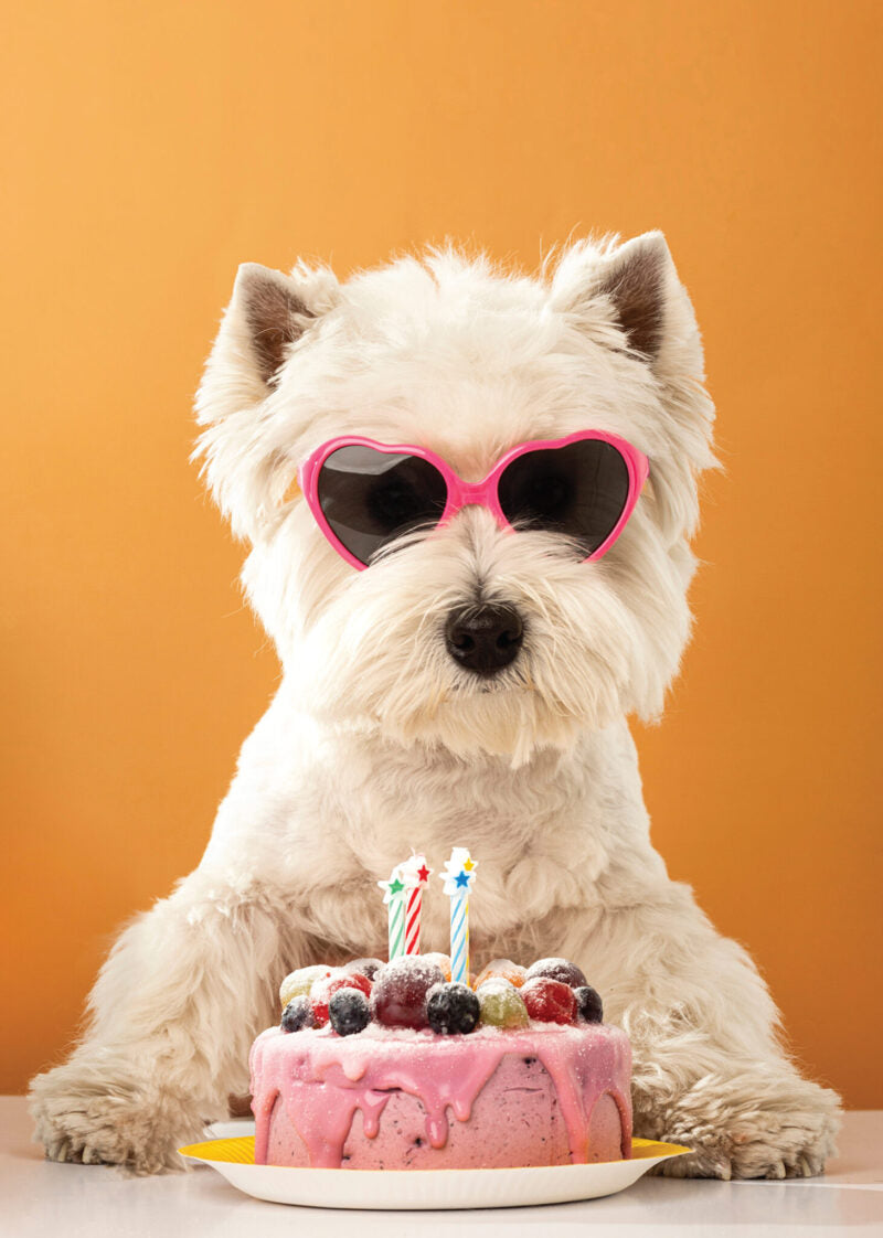 DOG WITH CAKE CARD - A. Dodson's