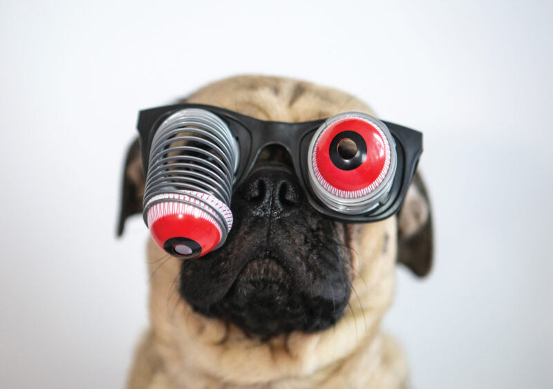 DOG WITH GOOGLE EYE GLASSES - A. Dodson's