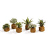 SUCCULENT DROP-INS 5.5" BY NAPA HOME & GARDEN