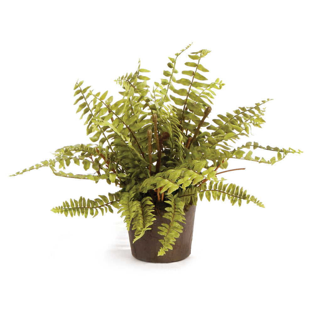 BOSTON FERN DROP-IN 12" BY NAPA HOME & GARDEN