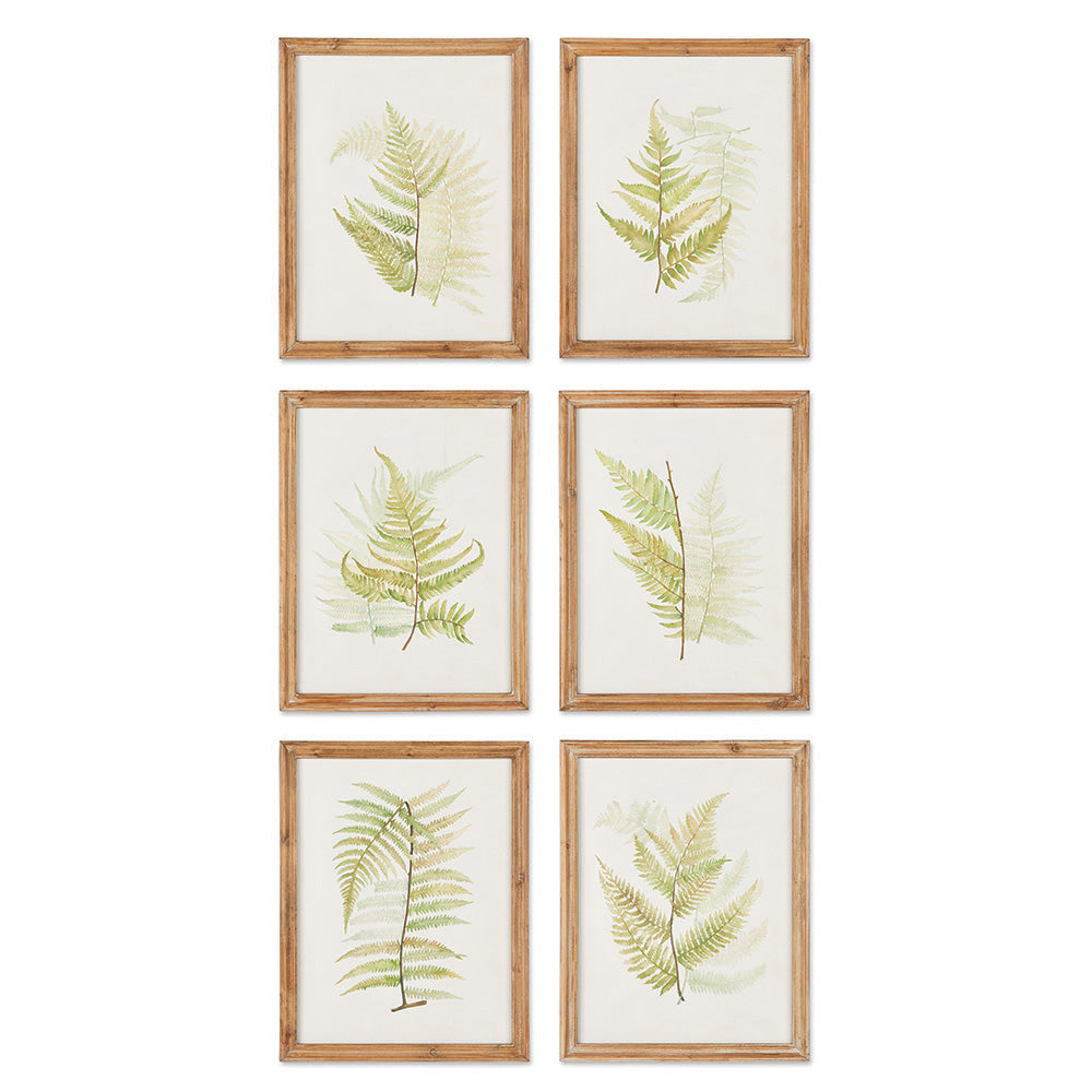 FRAMED FERN STUDY, SET OF 6 BY NAPA HOME & GARDEN