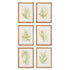 FRAMED FERN STUDY, SET OF 6 BY NAPA HOME & GARDEN