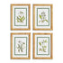 WHITE FLORAL STUDY, SET OF 4 BY NAPA HOME & GARDEN