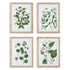 VERDANT BRANCH PRINTS, SET OF 4 BY NAPA HOME & GARDEN