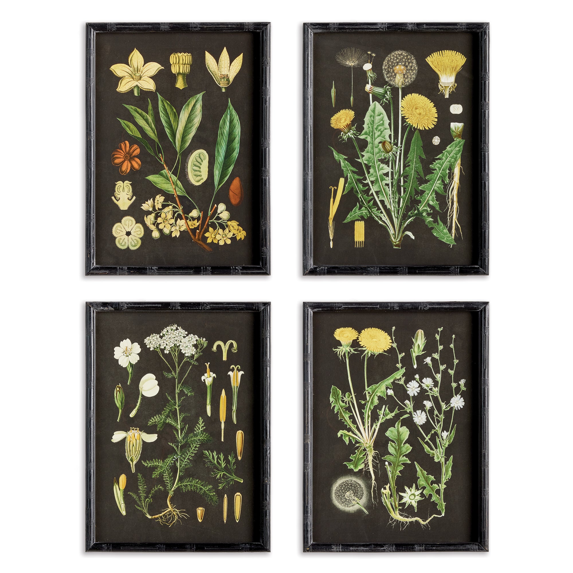 GOLDEN BOTANICAL STUDY, SET OF 4 BY NAPA HOME & GARDEN