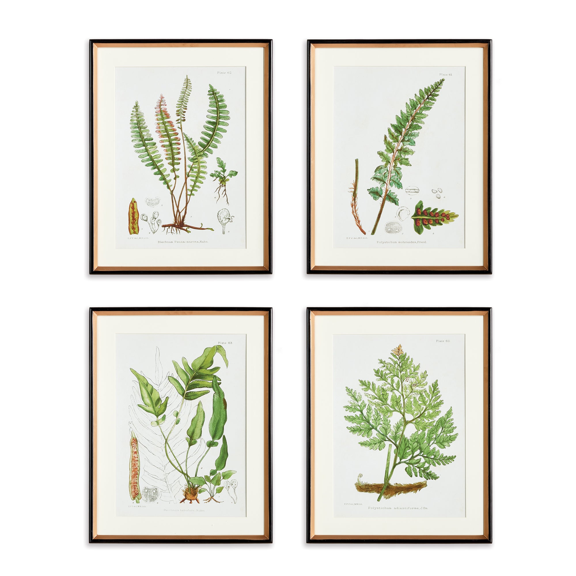 STRUCTURAL FERN STUDY, SET OF 4 BY NAPA HOME & GARDEN