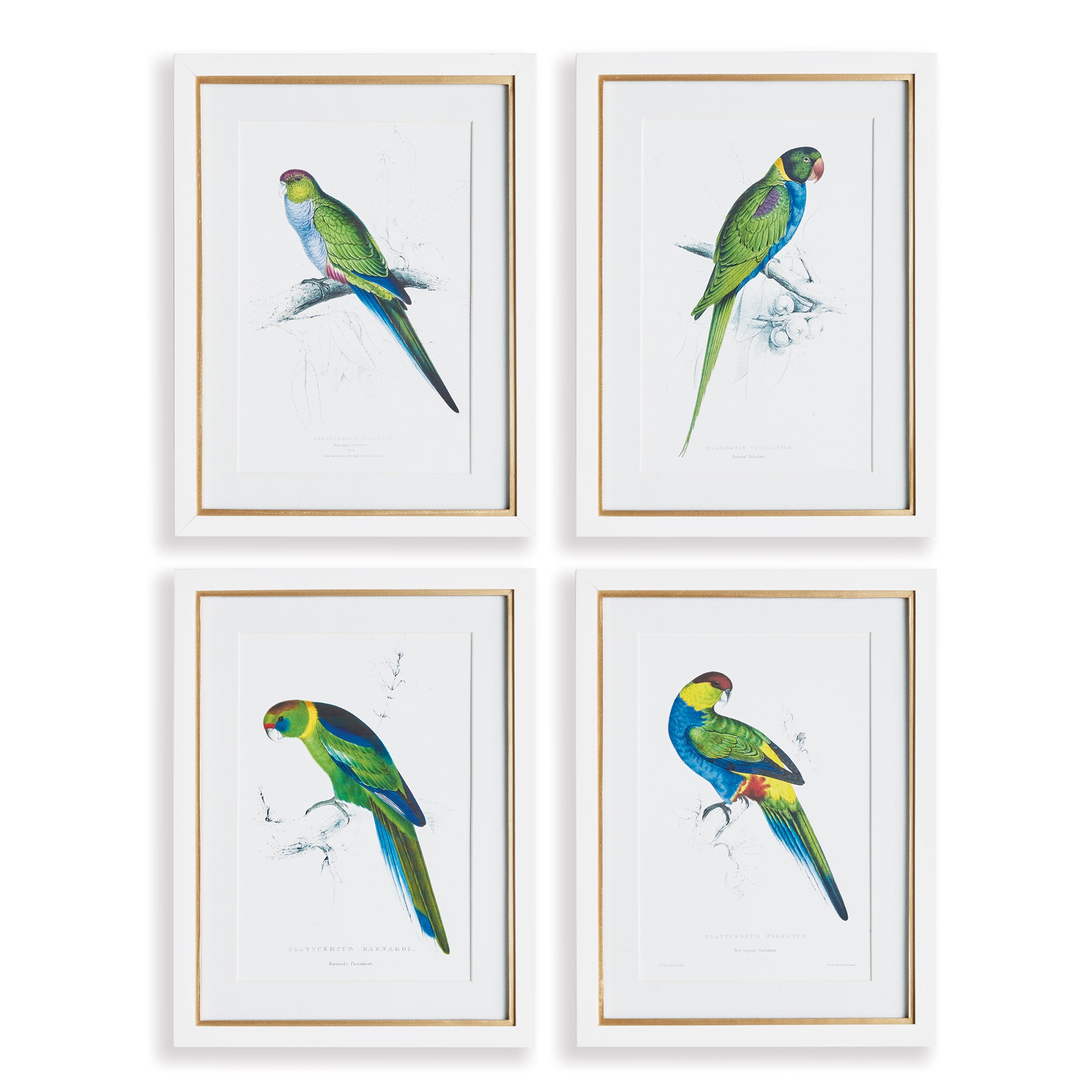 COLORFUL PARROT PRINTS, SET OF 4 BY NAPA HOME & GARDEN