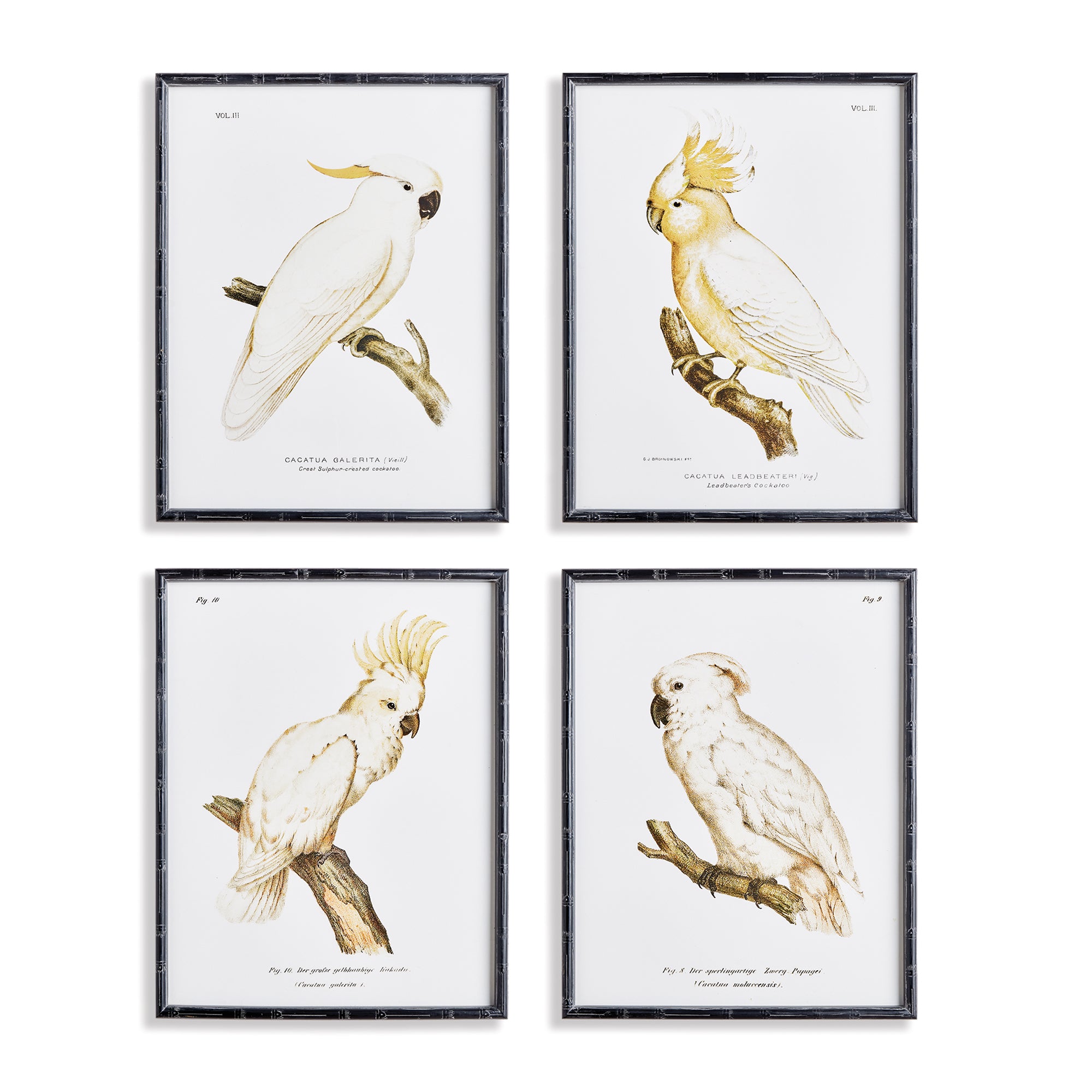 PARROT STUDY IN WHITE, SET OF 4 BY NAPA HOME & GARDEN