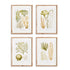 VERDANT CORAL STUDY, SET OF 4 BY NAPA HOME & GARDEN