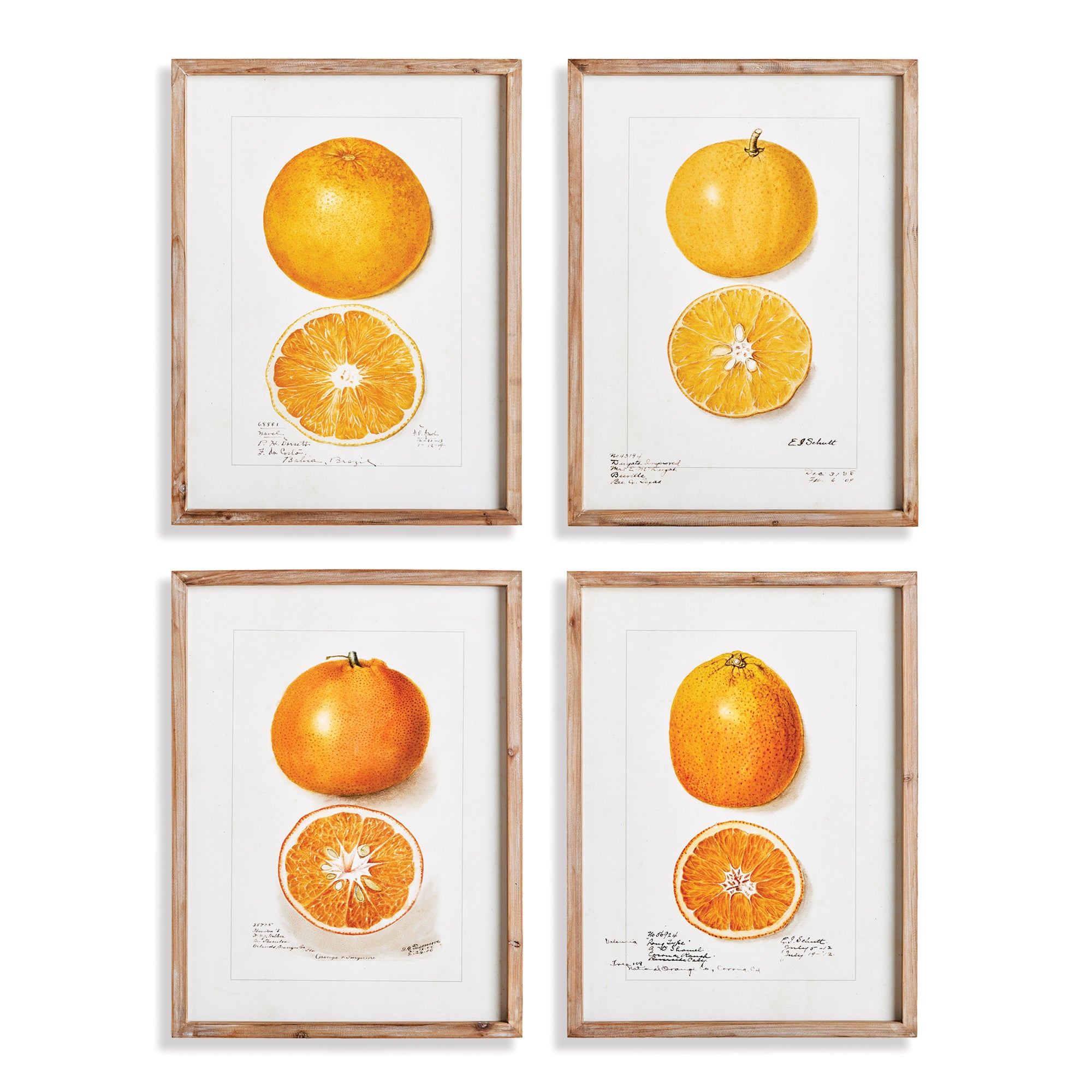 CITRUS STUDY, SET OF 4 BY NAPA HOME & GARDEN