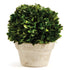 BOXWOOD BALL IN POT MEDIUM BY NAPA HOME & GARDEN