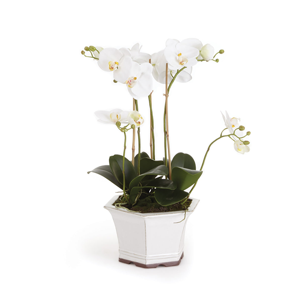 BARCLAY BUTERA PHALAENOPSIS IN CERAMIC POT 18.5 BY NAPA HOME & GARDEN