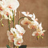 PHALAENOPSIS ORCHID DROP-IN 30" BY NAPA HOME & GARDEN