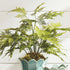 PLUMOSA FERN DROP-IN 21" BY NAPA HOME & GARDEN