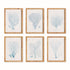 SEA FAN AND CORAL STUDY IN BLUE SET OF 6 BY NAPA HOME & GARDEN - A. Dodson's