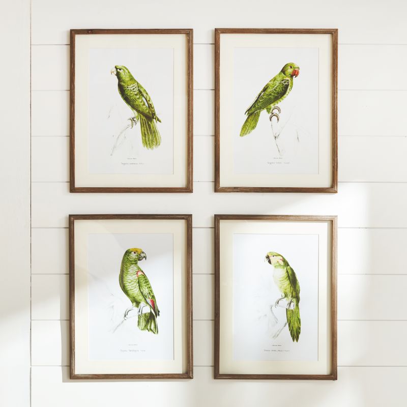 PARROT ILLUSTRATIONS IN GREEN SET OF 4 BY NAPA HOME & GARDEN - A. Dodson's