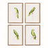 PARROT ILLUSTRATIONS IN GREEN SET OF 4 BY NAPA HOME & GARDEN - A. Dodson's