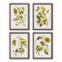 FLORAL AND BERRY STUDY SET OF 4 BY NAPA HOME & GARDEN - A. Dodson's