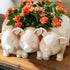 PIG PLANTER