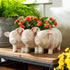 PIG PLANTER