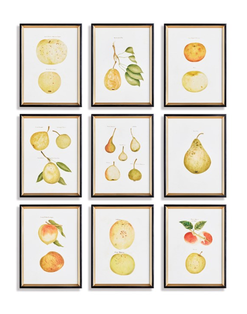 ASSORTED FRUITS STUDY, SET OF 9 BY NAPA HOME & GARDEN - A. Dodson's