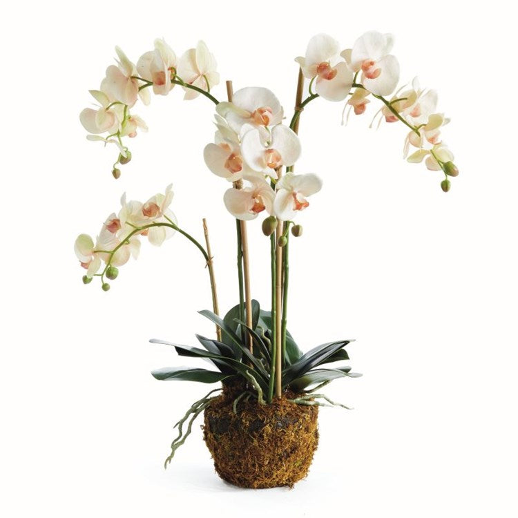 PHALAENOPSIS ORCHID DROP-IN 30" BY NAPA HOME & GARDEN