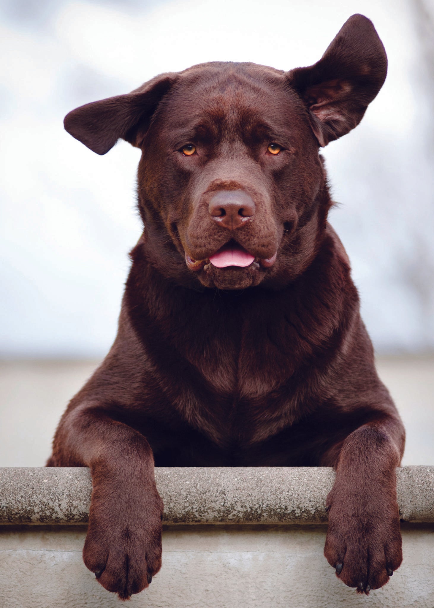 BROWN DOG WITH FLOPPY EARS CARD - A. Dodson's