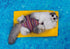 CAT ON A POOL FLOAT CARD - A. Dodson's