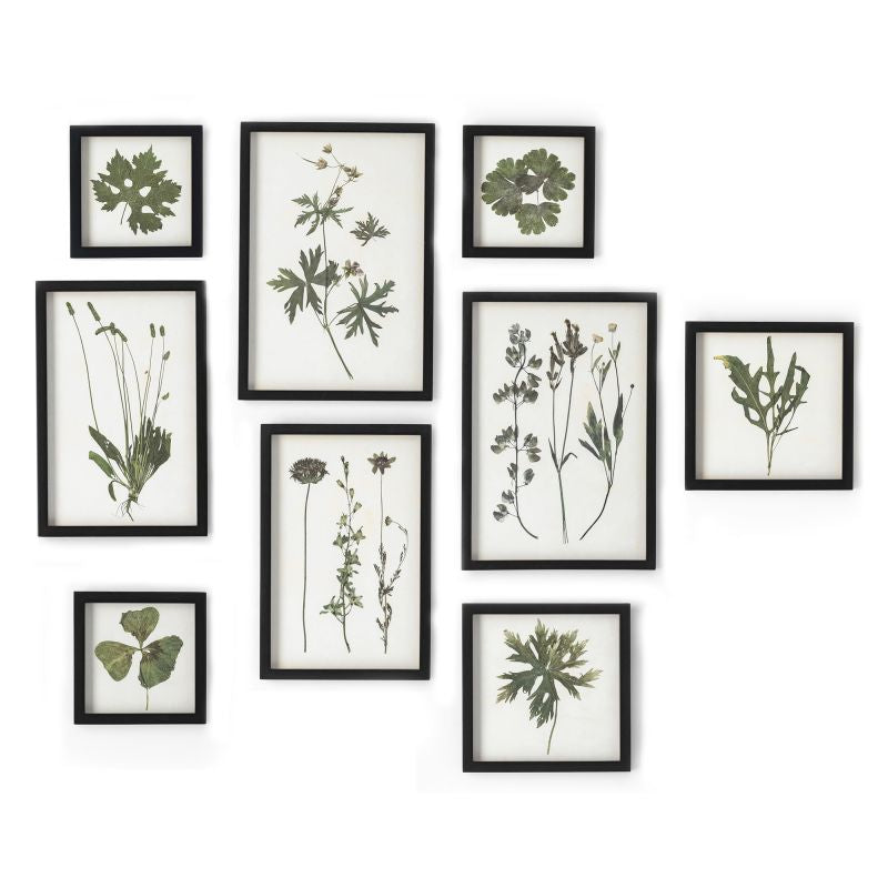 FOLIAGE PRINTS, SET OF 9 BY NAPA HOME & GARDEN - A. Dodson's