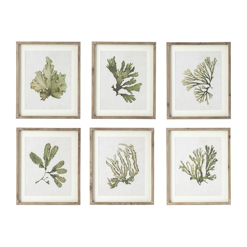 KELP PRINTS, SET OF 6 BY NAPA HOME & GARDEN - A. Dodson's