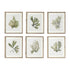 KELP PRINTS, SET OF 6 BY NAPA HOME & GARDEN - A. Dodson's