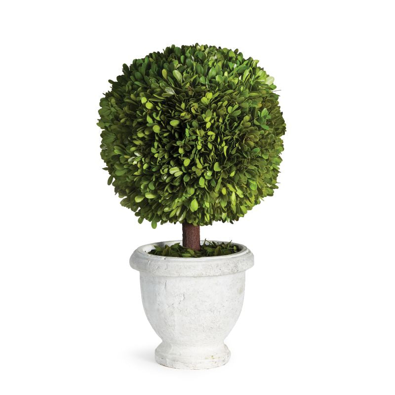 BOXWOOD SINGLE 11" BALL TOPIARY IN POT BY NAPA HOME & GARDEN