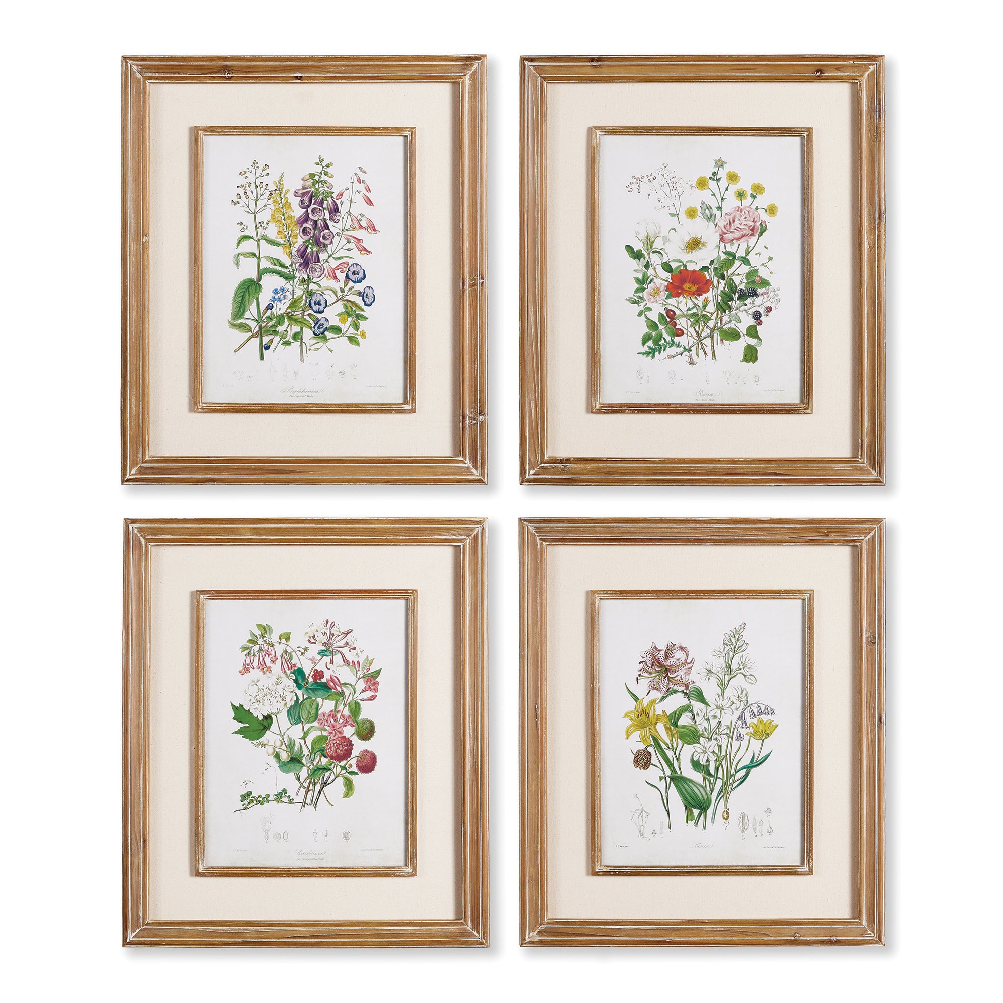 GARDEN BOTANICAL PRINTS, SET OF 4 BY NAPA HOME & GARDEN - A. Dodson's