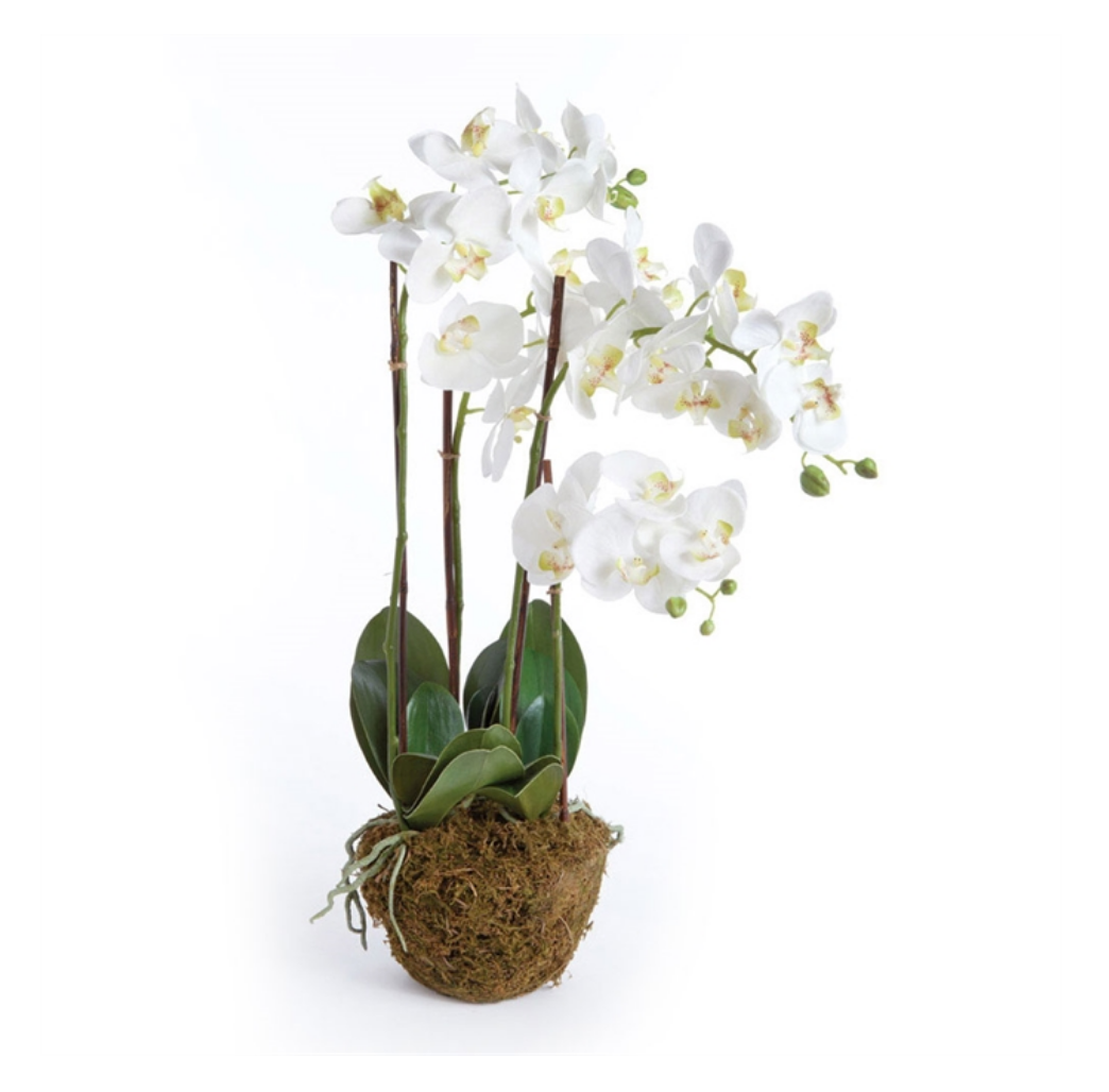 /cdn/shop/products/orchid_1