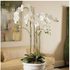 PHALAENOPSIS ORCHID DROP-IN 44" BY NAPA HOME & GARDEN