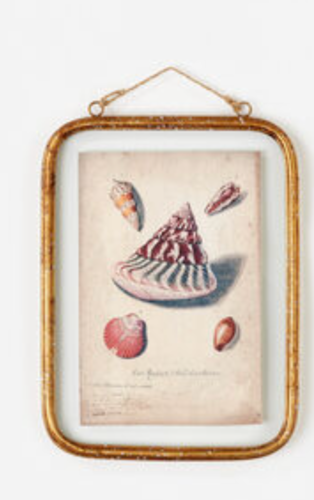 Framed Seashell Print, 3 Styles - A. Dodson's