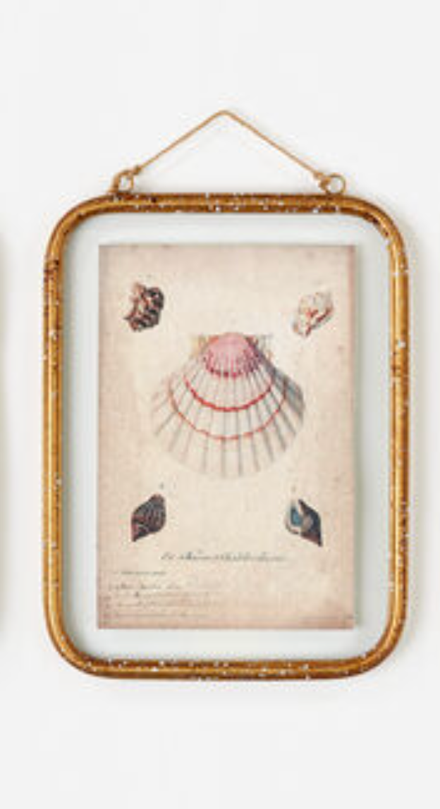 Framed Seashell Print, 3 Styles - A. Dodson's