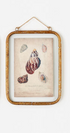 Framed Seashell Print, 3 Styles - A. Dodson's