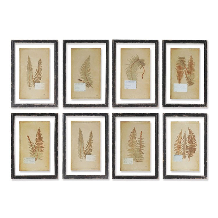 FRAMED VINTAGE FERN PRINTS, SET OF 8 BY NAPA HOME & GARDEN - A. Dodson's