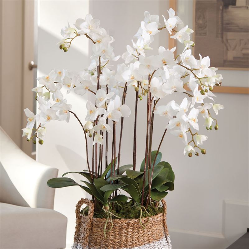 PHALAENOPSIS ORCHID DROP-IN 36" BY NAPA HOME & GARDEN