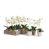 MINI PHALAENOPSIS 9" POTTED, Set of 12 BY NAPA HOME & GARDEN