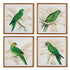 GREEN PARROTS STUDY, SET OF 4 BY NAPA HOME & GARDEN - A. Dodson's